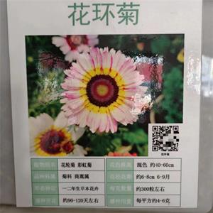 抗旱怕涝色彩鲜艳花环菊观赏性好