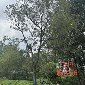 各种乌桕树