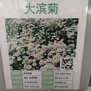 抗旱耐寒大滨菊种子985斤白金菊花色雅淡
