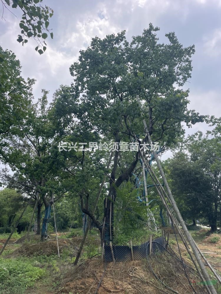 造型烏桕