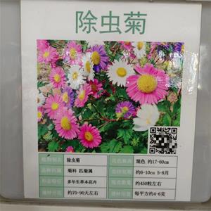 居住区多植除虫菊蛇灭门生态又环保