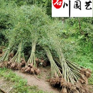 毛竹批发价格 四川竹子基地直供 庭院园林绿化竹类 毛竹量大价优