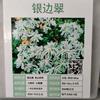 白花褐籽银边翠9种彩叶草观赏性非常好