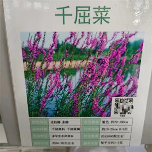 抗旱耐涝紫花千屈菜种子小苗代办托运