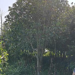 桂花