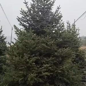 云杉5米高··落地灌