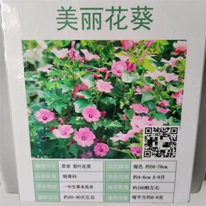 抗旱耐寒美丽花葵种子985斤代办托运