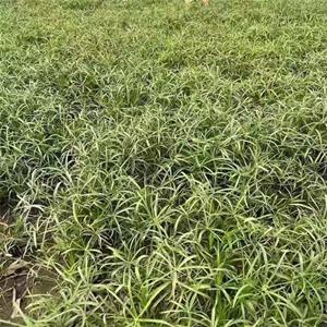 株型别致耐阴湿975万旱伞草生态浮岛效果好