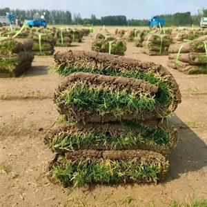 暖季矮生百慕大VS天堂草绿期长效果好