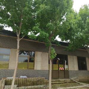出售金叶白蜡