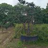 供应罗汉松、无患子、桂花、香樟