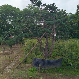 供应罗汉松、无患子、桂花、香樟