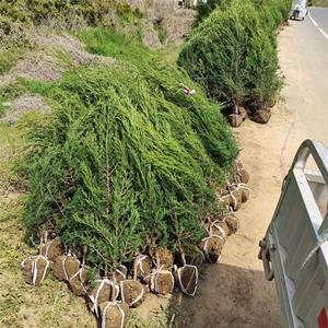 抗寒耐旱常青刺柏2米高左右宝塔松行情好