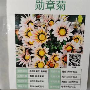 喜凉耐热多年生勋章菊种子与众不同