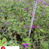 美女樱杯苗批发 四川美女樱基地 16杯美女樱价格 花境时令草花批发
