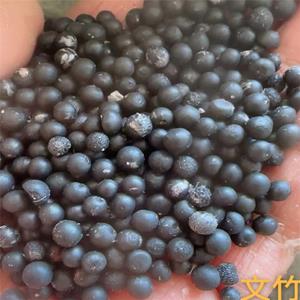 玲珑小巧观赏性好文竹种子代办托运