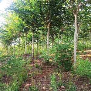 武汉红花巨紫荆苗圃直销