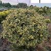 基地供应金边胡颓子球 耐修剪四季常绿 花境庭院园林绿化苗木