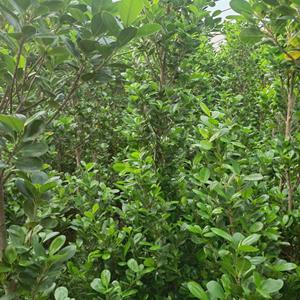 琪华园林，销售：火山榕，黑金刚，琴叶榕。