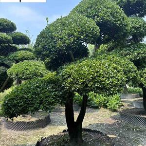 造型大叶黄杨出售 多头造型萬年青 四川造型苗木基地 树形优美
