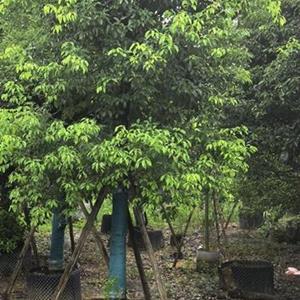 廣州廣大花木基地大量优惠供應香樟