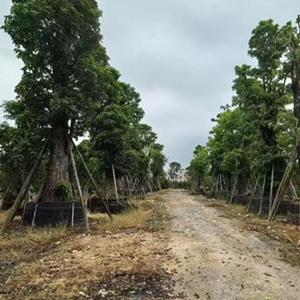 廣州廣大花木基地大量优惠供應秋枫重陽木一米直径