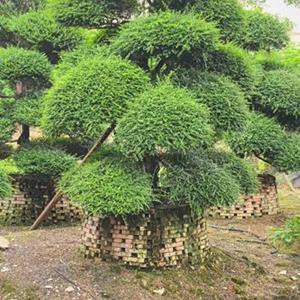 廣州廣大花木基地大量优惠供應造型日本冬青