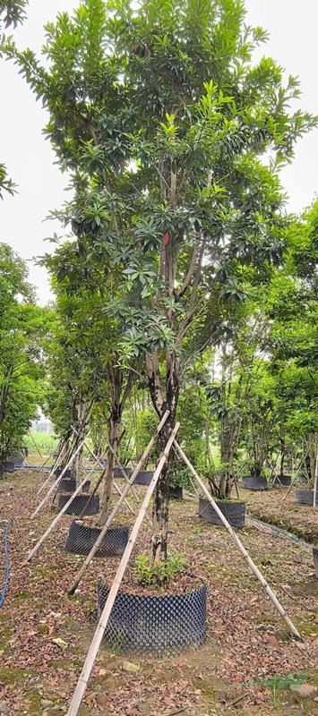 廣州廣大花木基地大量优惠供应黃金熊貓金蒲桃金丝熊猫