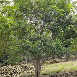 廣州廣大花木基地大量优惠供應樸樹