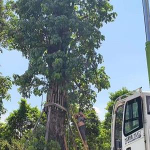 供應直径1-2米秋枫重陽木 大规格秋枫 精品秋枫 专业培育秋枫重..