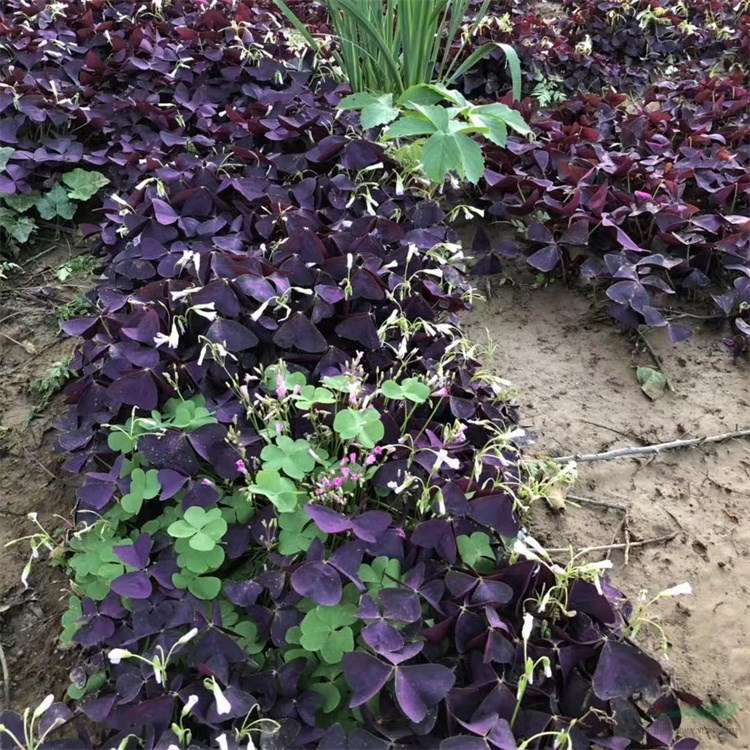 棵型小巧985萬紫衣吉祥草綠化效果好