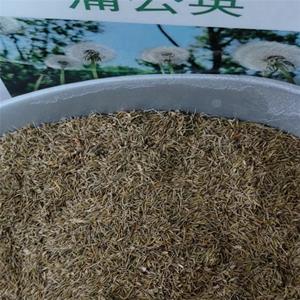 生態養殖蒲公英種子985斤紫花地丁發芽率好