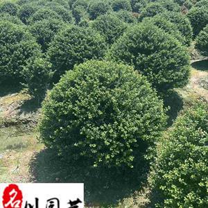 四川龜甲冬青球基地 精品龜甲冬青球批发 庭院工程园林绿化苗木