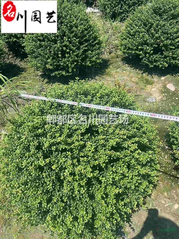 四川龟甲冬青球基地 精品龟甲冬青球批发 庭院工程园林绿化苗木