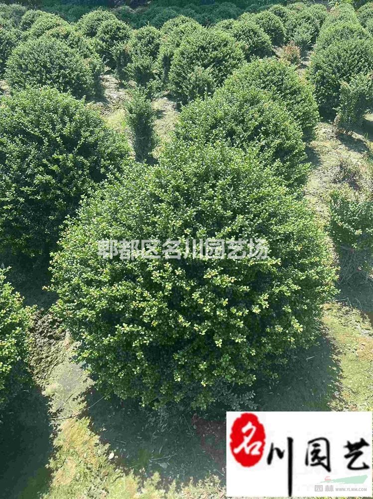 四川龟甲冬青球基地 精品龟甲冬青球批发 庭院工程园林绿化苗木