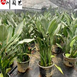 成都鶴望蘭苗圃基地 鶴望蘭盆苗价格 室内大型租摆绿植批发 诚信经营