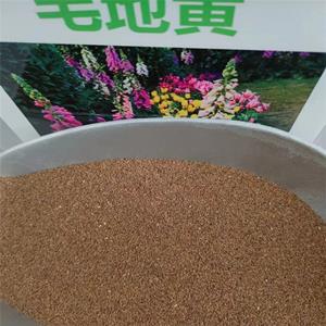 抗旱耐寒花色多样毛地黃种子包邮