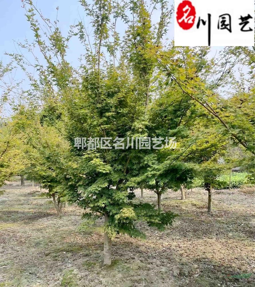 供应精品赤枫 8-20公分赤枫价格 工程园林庭院绿化乔木 树形好