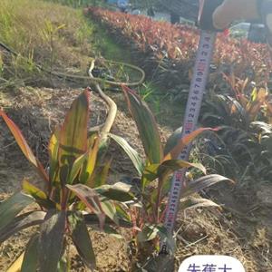 朱蕉