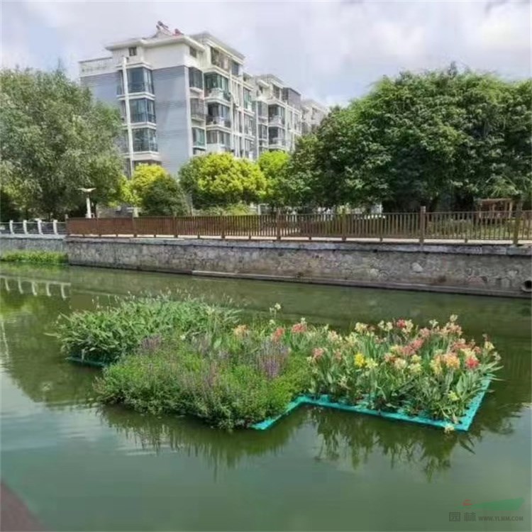 水旱皆宜紫花千屈菜975萬水生美人蕉生態景觀效果好