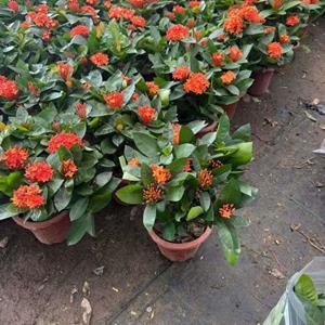 龍船花盆苗