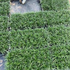 玉龍草