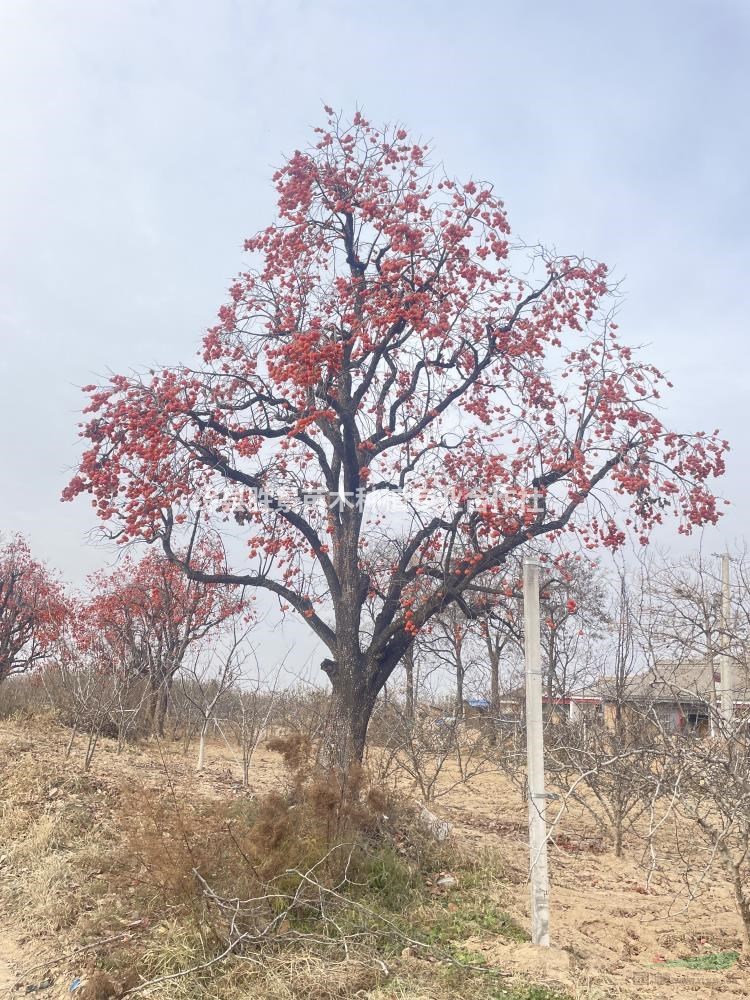 火晶柿子樹産地，火晶柿子樹價格，陝西火晶柿子樹産地