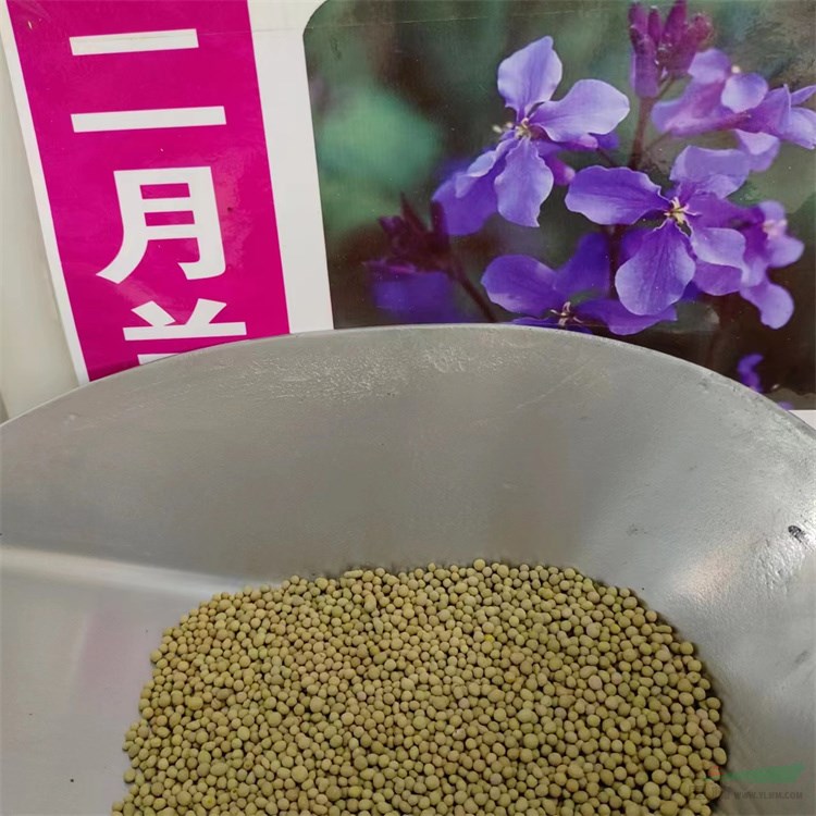 抗幹寒耐酸堿二月蘭花諸葛菜觀賞價值高