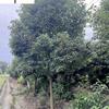 供應香樟10-25公分 四川香樟基地直供 成都香樟價格報價 量大从优