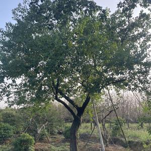 移栽烏桕