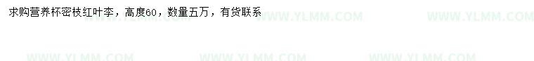 求购高60公分红叶李