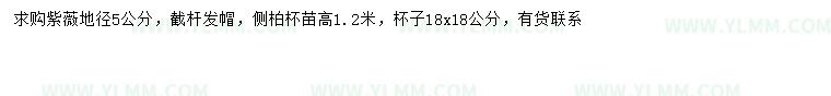 求購地徑5公分紫薇、高1.2米側柏