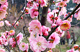 沭阳县花木基地