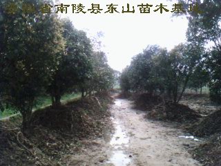 安徽省南陵县东山苗木基地